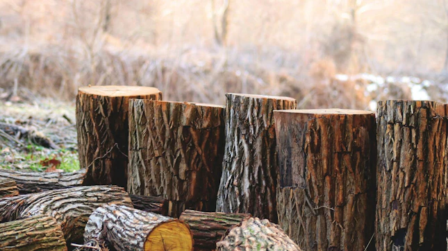 Tree Logs