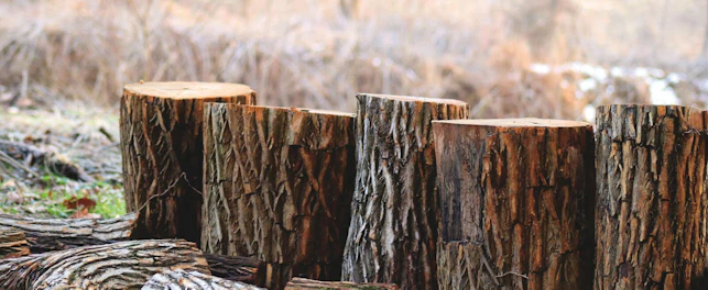 Tree Logs