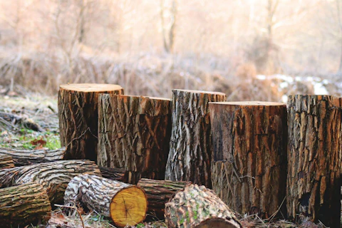 Tree Logs