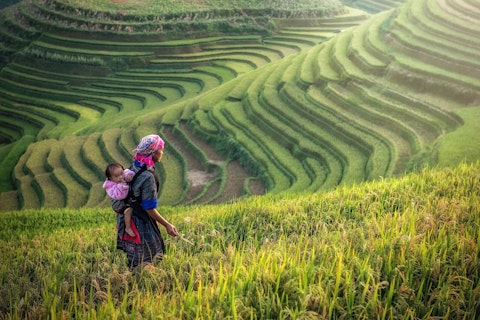 Woman Working in Rice Field