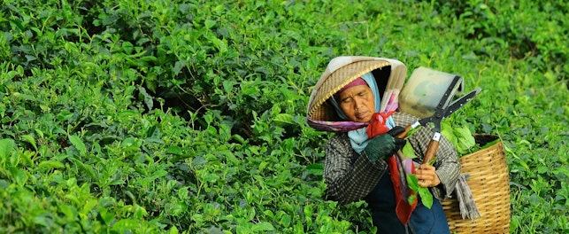 Worker in Tea Plantation