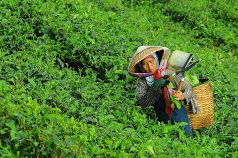Worker in Tea Plantation
