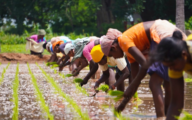 Workers in Rice Field