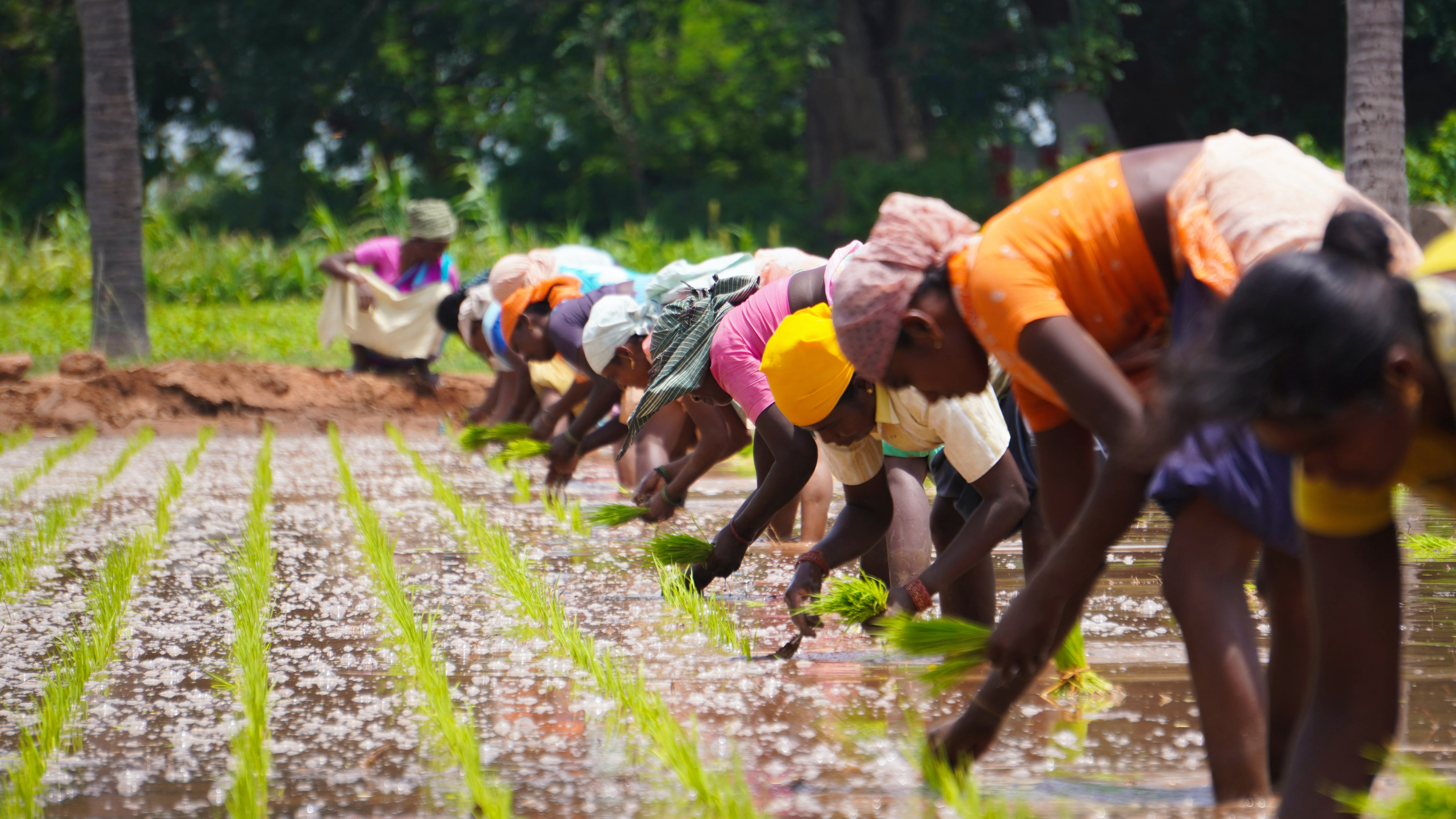 Workers in Rice Field