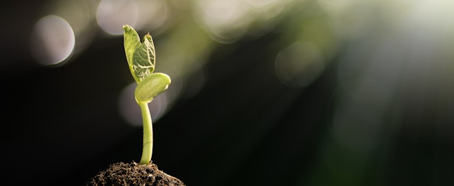 Young Plant Growing in the Morning Light