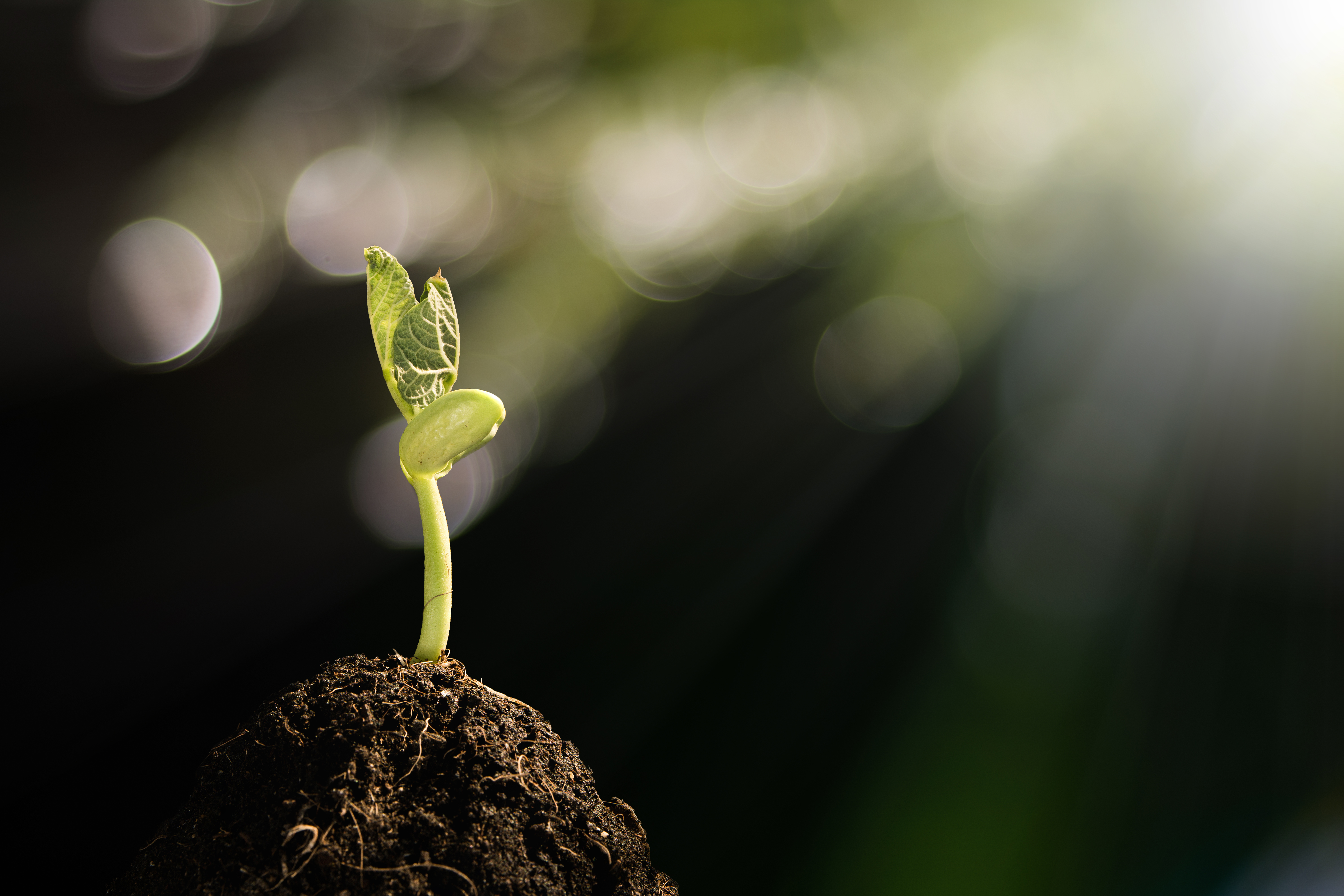Young Plant Growing in the Morning Light