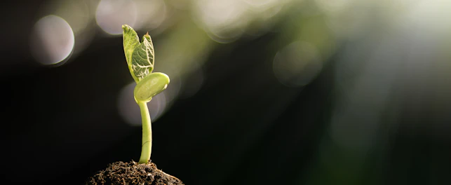 Young Plant Growing in the Morning Light