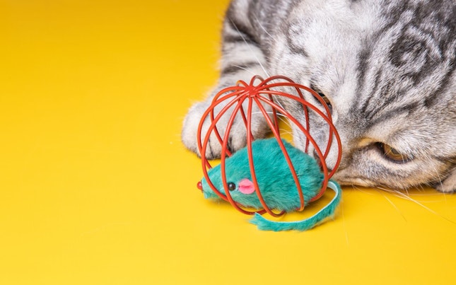 Cat Playing with Mouse Toy