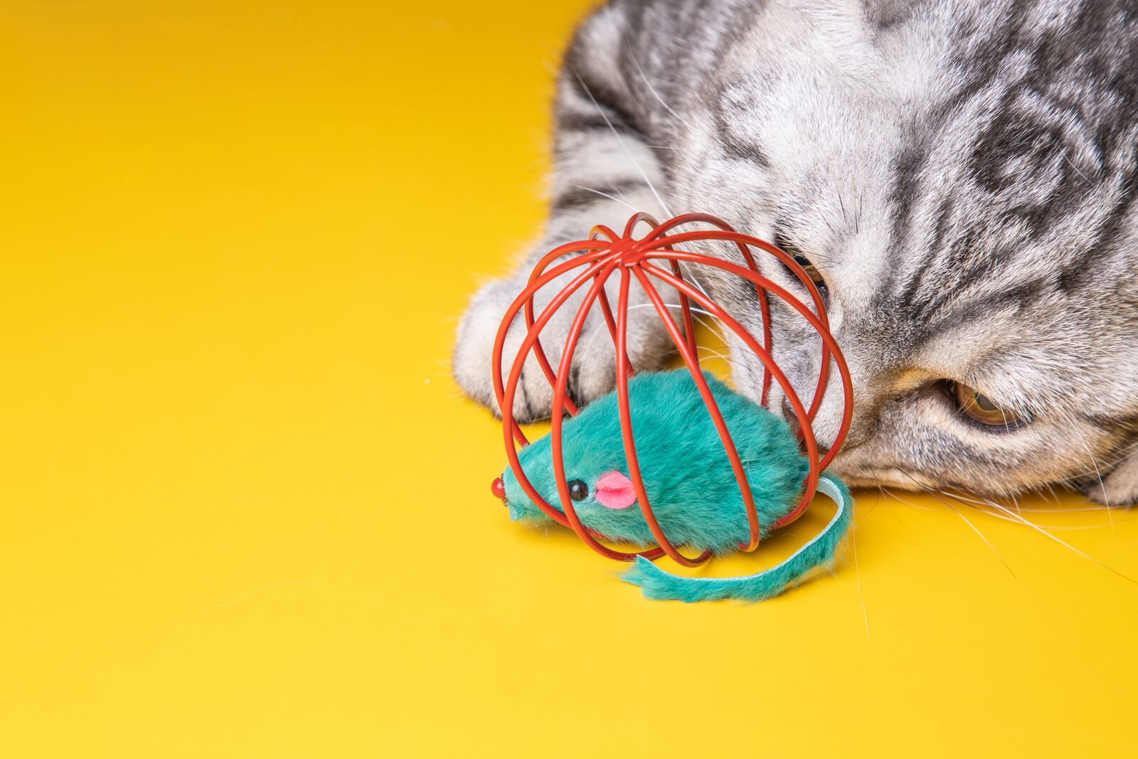 Cat Playing with Mouse Toy
