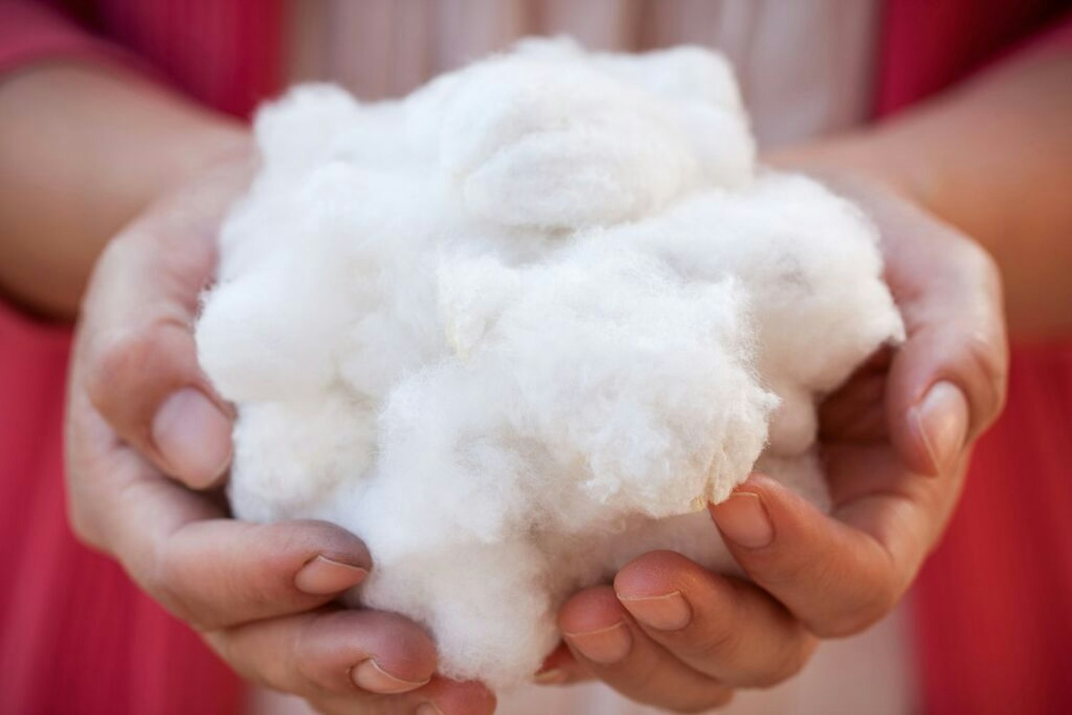 Cotton Agriculture