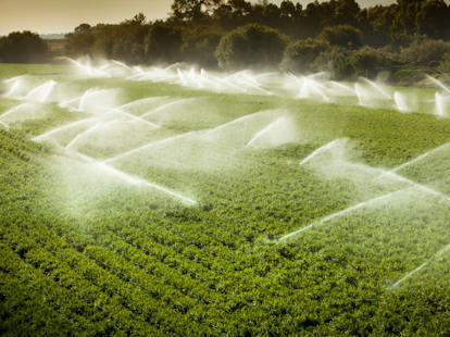 Irrigation Sprinkler Watering Crops