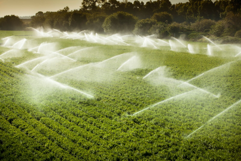 Irrigation Sprinkler Watering Crops