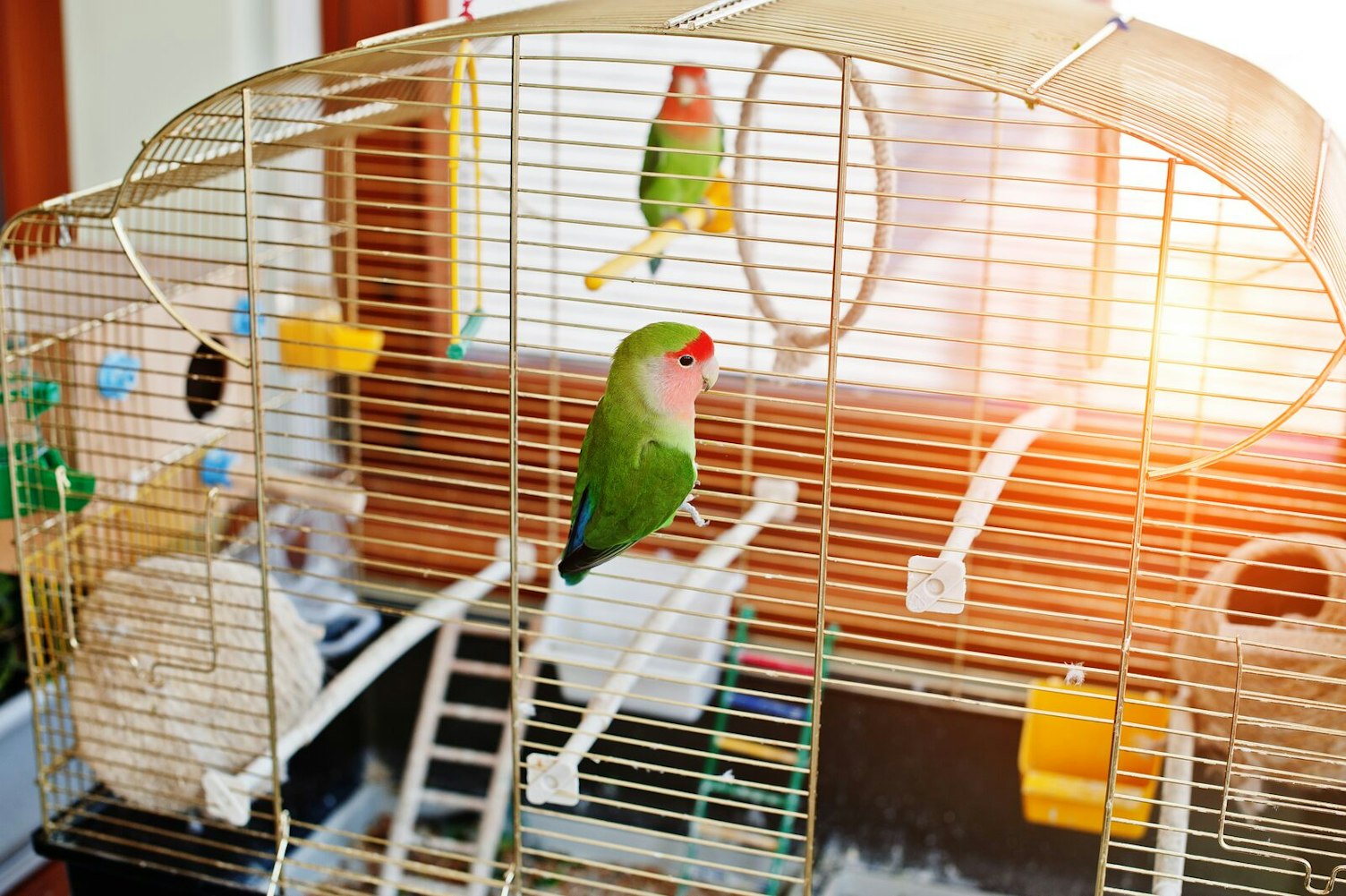 Love Birds in a Cage