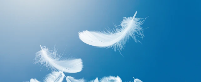 Many Soft White Feathers Falling in The Sky