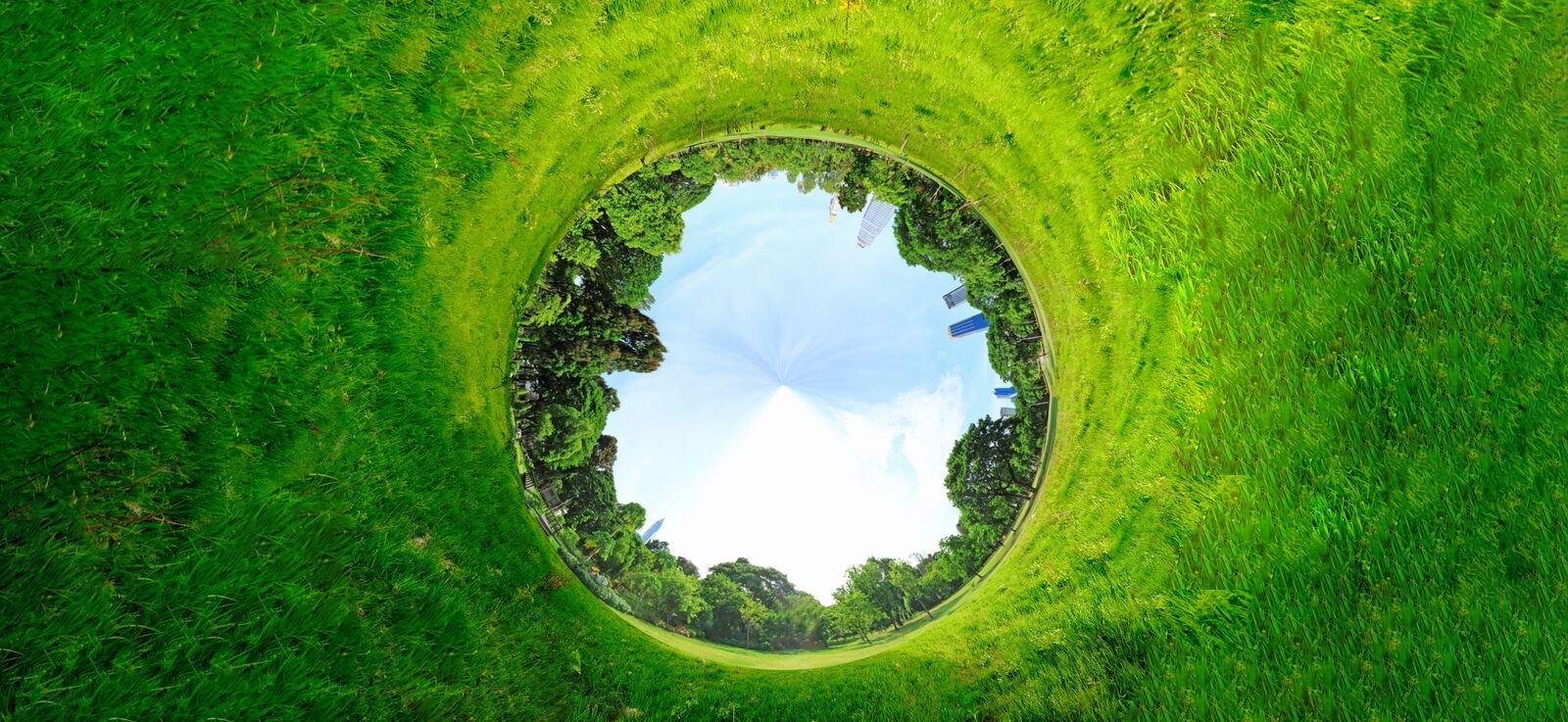 Panoramic Projection of a Green Field with Trees in the Summer