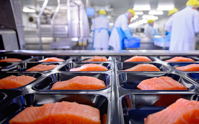 Salmon Fillet Packed in Food Factory