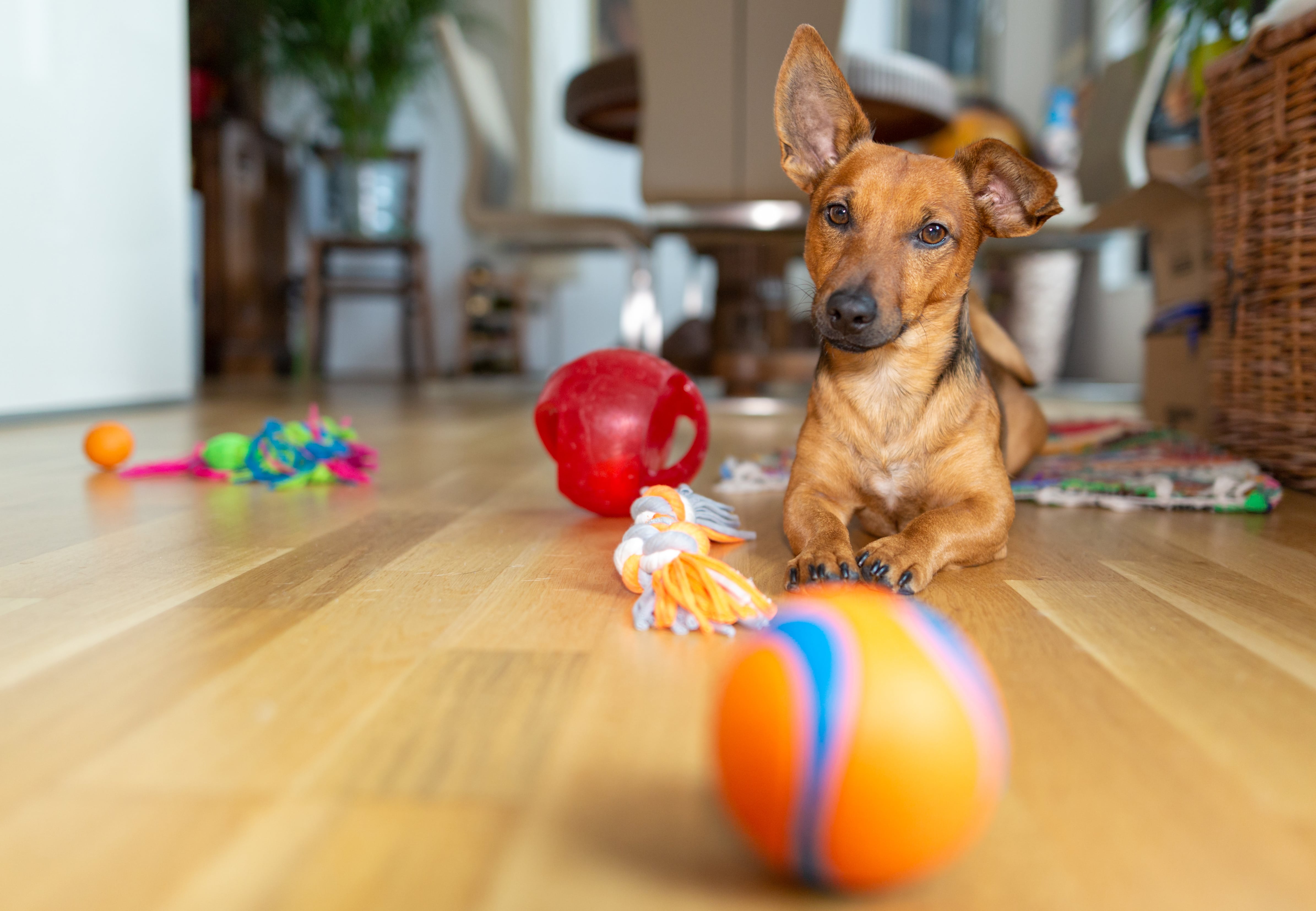 Petit chien allongé sur le sol entouré de jouets colorés dans un intérieur lumineux