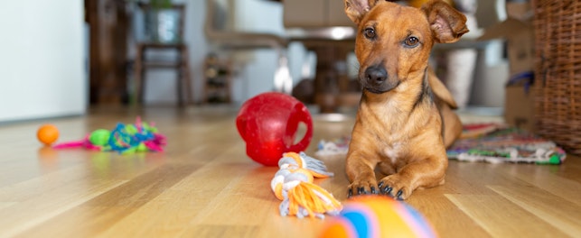 Petit chien allongé sur le sol entouré de jouets colorés dans un intérieur lumineux