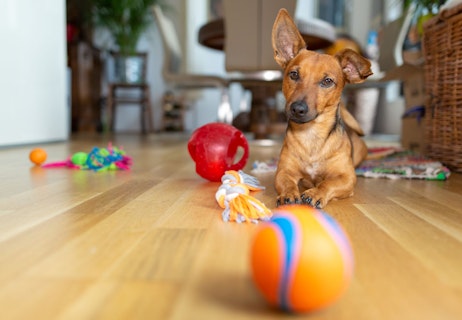 Small Dog Playing with Toys