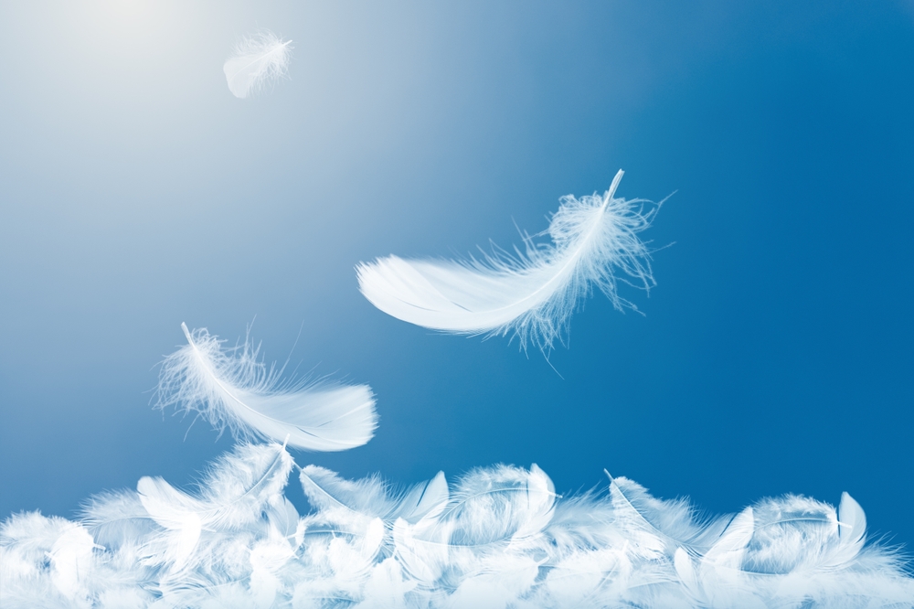 Soft White Feathers