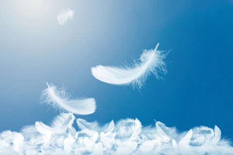 Soft White Feathers