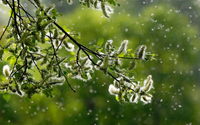 Spring branch with catkins