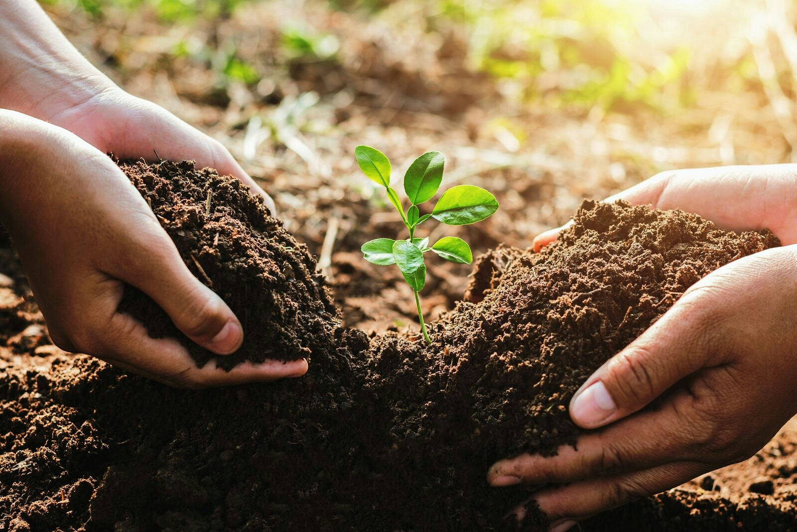 Sustainability and Ecology Concept