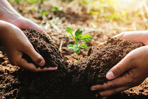 Sustainability and Ecology Concept