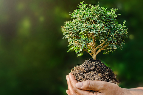 Growing tree in hands