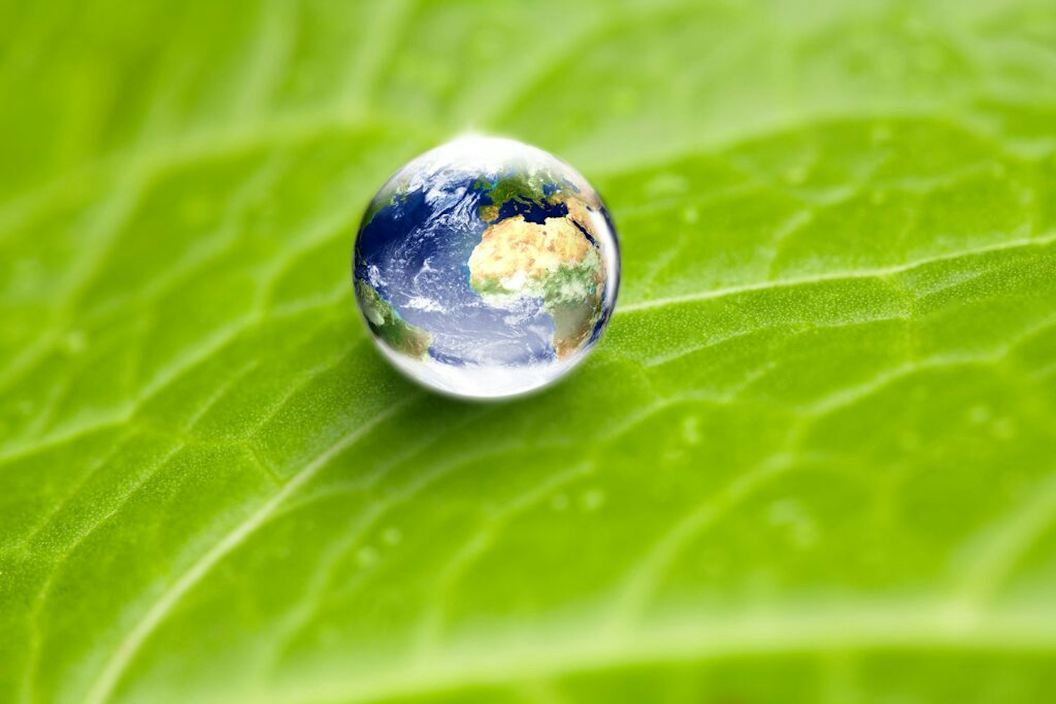 Water Drop on Leaf Earth