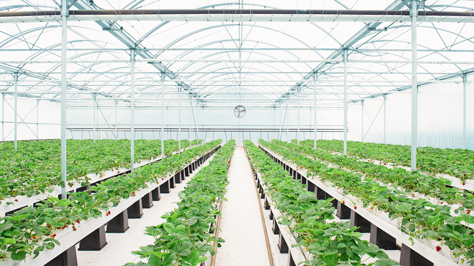 Rows of Plants Growing in Greenhouse