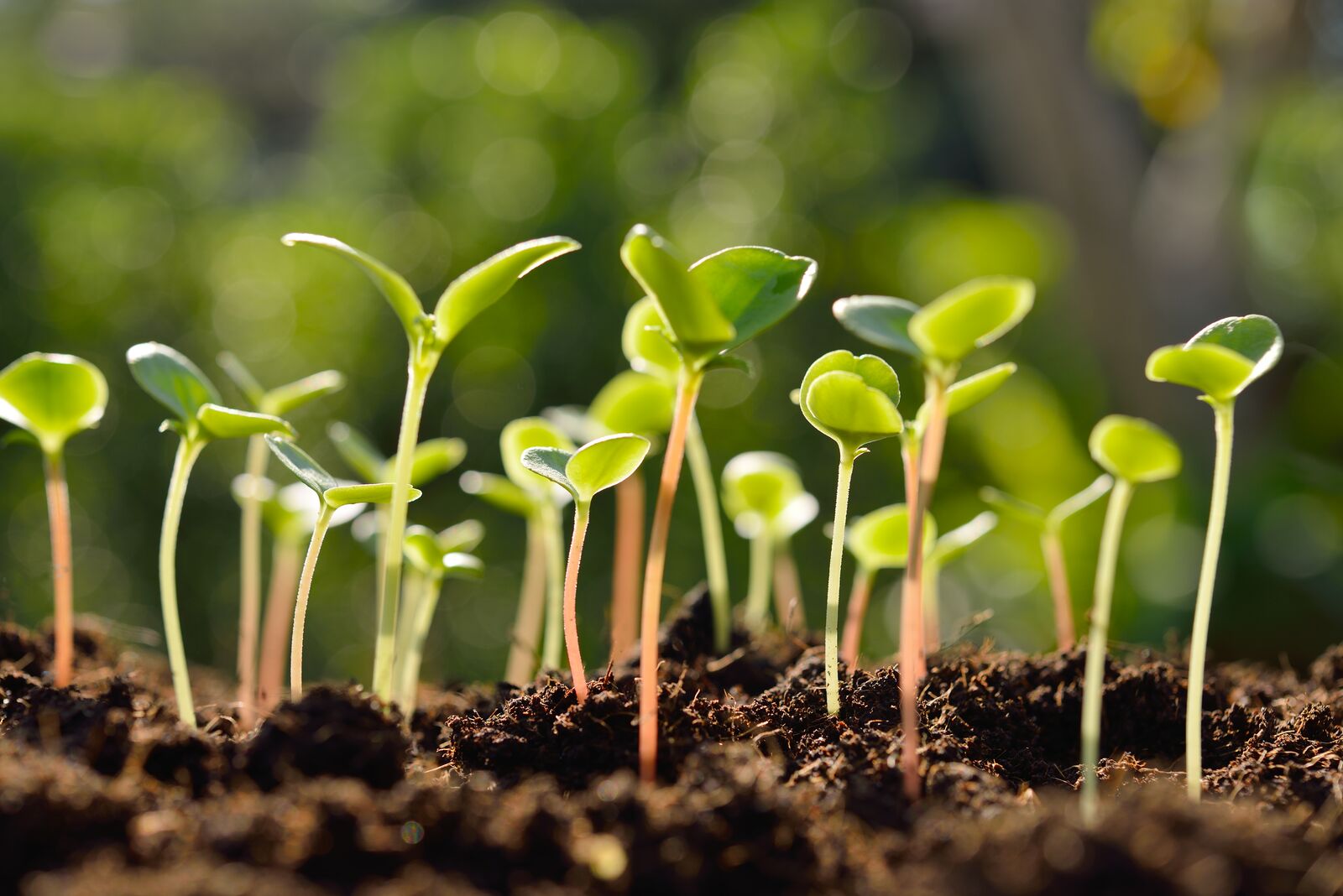 Green Sprout Growing out from Soil