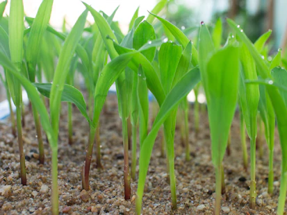 Seed Sprout