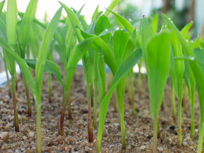 Seed Sprout