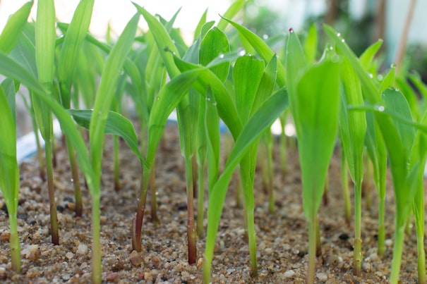 Germinación de semillas