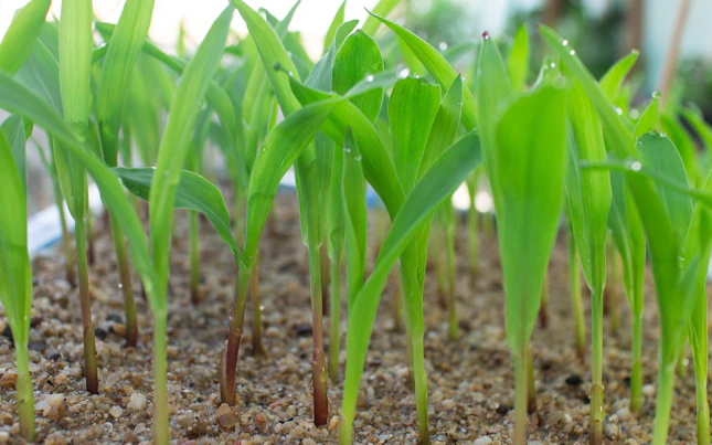 Seed Sprout