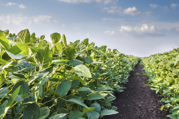 Soybean Field