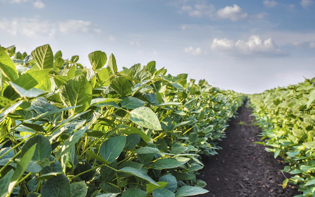 Campo de soya