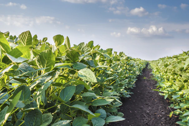 Campo de soya