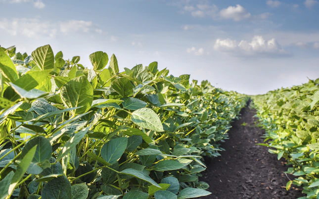 Campo de soya