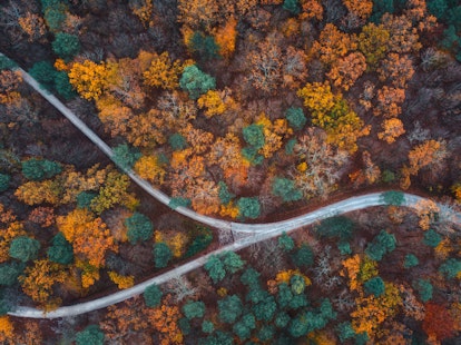 Aerial view of a forest during fall