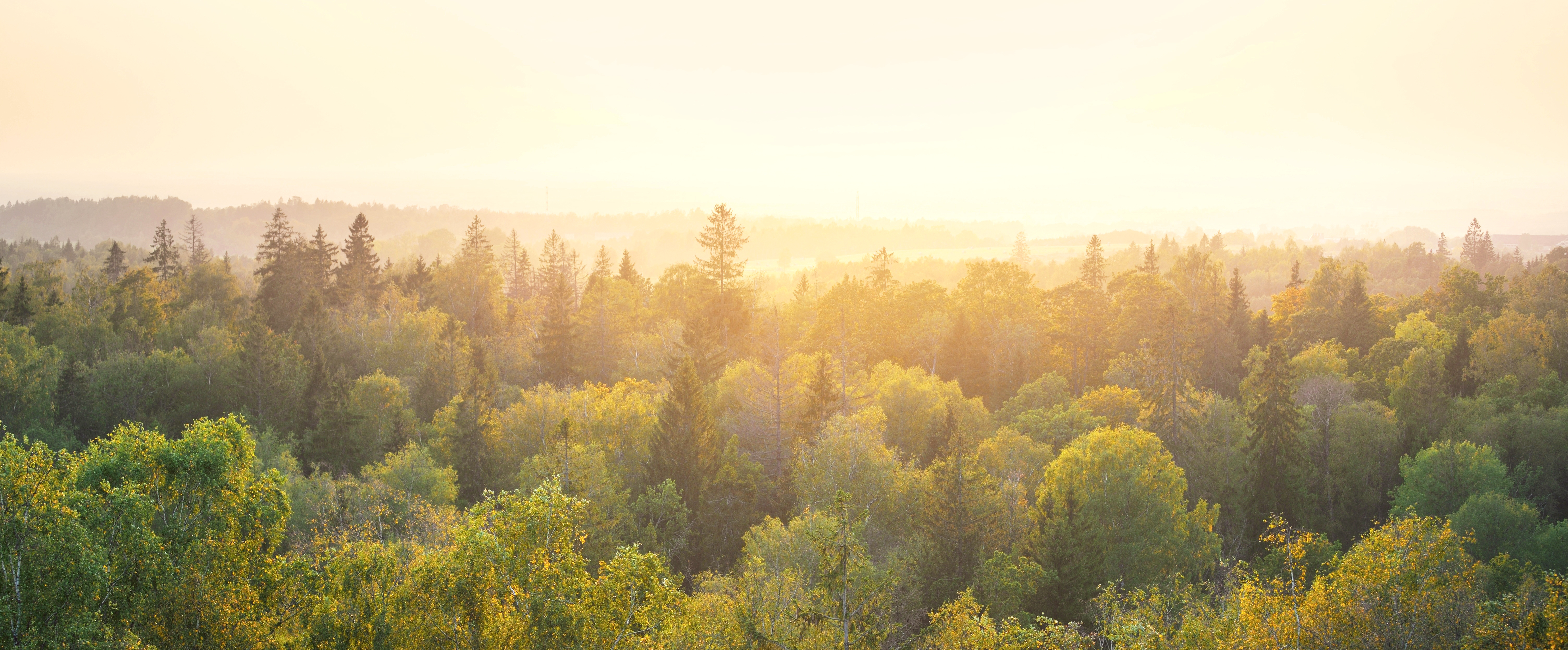 Panoramic View of a Forest at Sunset