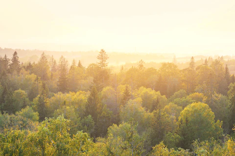 Panoramic View of a Forest at Sunset