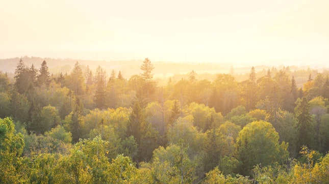 Panoramic View of a Forest at Sunset