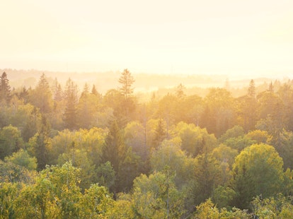 Panoramic View of a Forest at Sunset