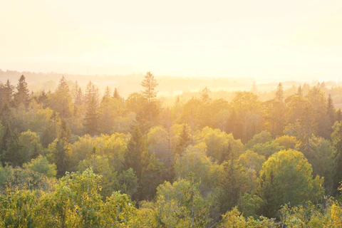 Panoramic View of a Forest at Sunset