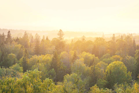 Panoramic View of a Forest at Sunset