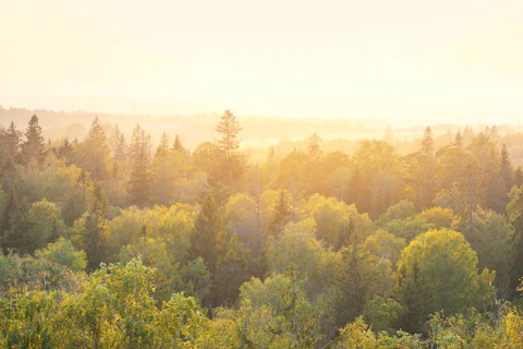 Panoramic View of a Forest at Sunset