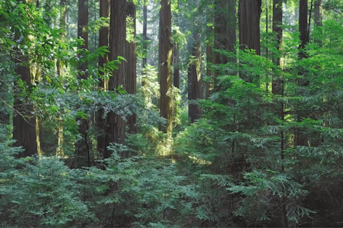 SGS IMPACT NOW for Sustainability Banner