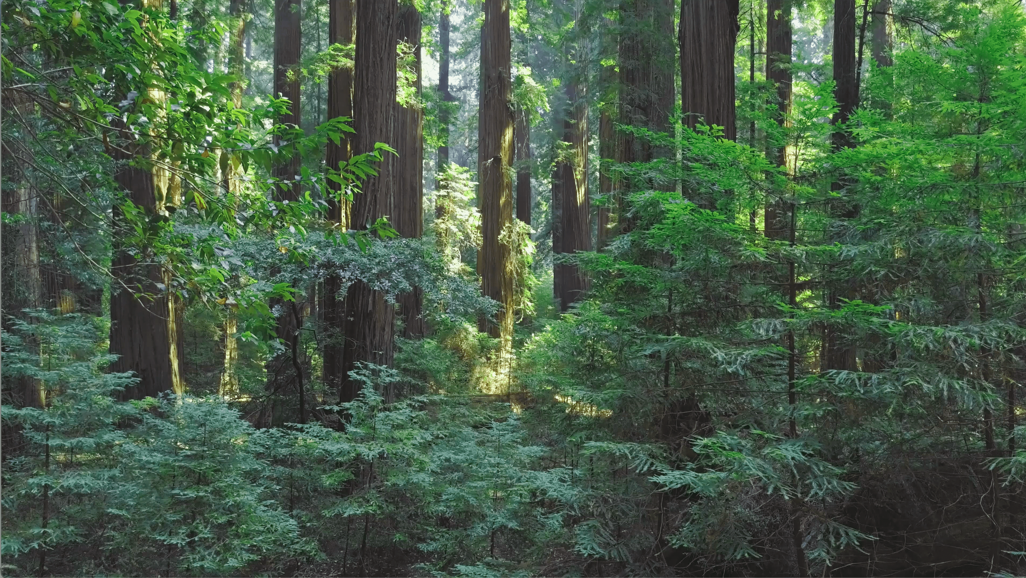 SGS IMPACT NOW for Sustainability Banner